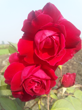 Таруни, Красная роза (Rosa indica) - 100% натуральное эфирное масло