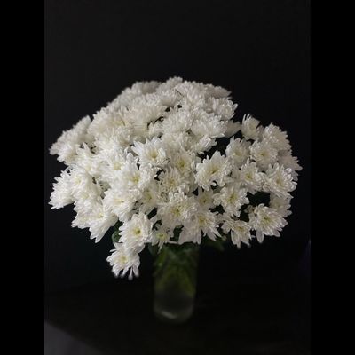 Кустовая пушистая Балтика 15 шт