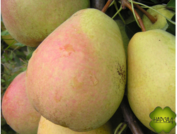 ГРУША "ВЕЛЕСА" (осенняя) (саженец 1,5 года)