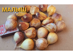 ЧЕСНОК "МАЛЫШ"
