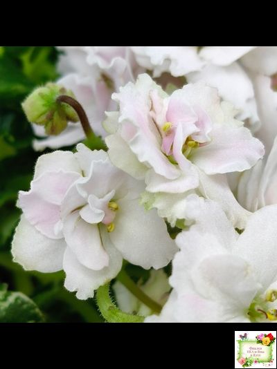 МТ-Кокилье (М. Тотиева) 2023 г.