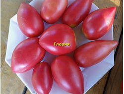 Томат Глория
