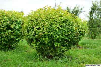 Пузыреплодник калинолистный Лютеус  в форме шара - Luteus