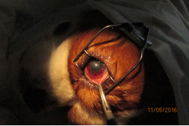 Офтальмология