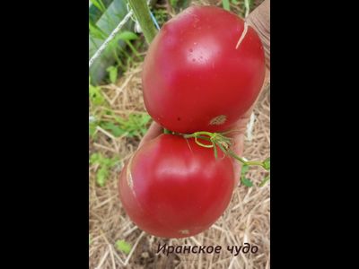 Томат Иранское чудо