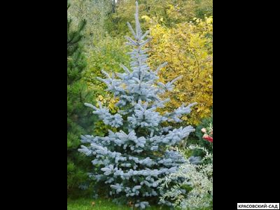 Ель Мисти Блю - Misty Blue