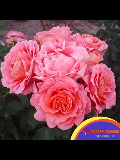 Вивьен Вествуд (Vivienne Westwood)