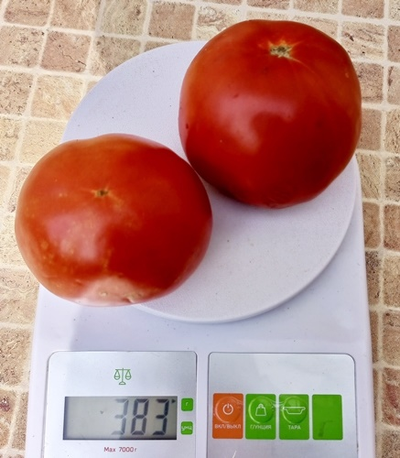 Томат Штамбовый крупноплодный