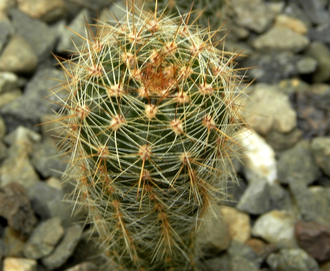 Echinopsis hybrid ‘Arabesque’ x ‘Fangri-La’ (D=18-20mm, H=50mm)