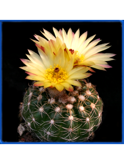 Notocactus concinnus