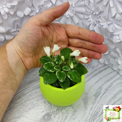 Н-Каламбур (Н. Бердикова) 2016 трейлер