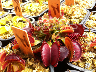 Dionaea muscipula Giant big mouth