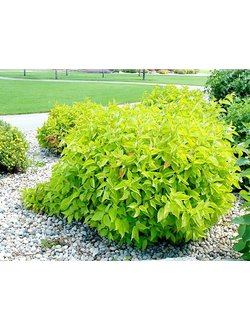 Дерен белый Aurea