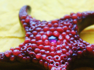 Красивая брошь "Морская звезда Золотых Морей" с родолитом