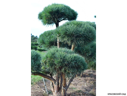 Ниваки - Бонсай садовый сосна Ватерери - Watereri