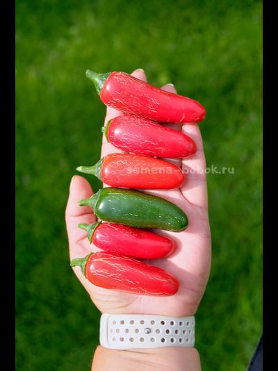 Перец острый Jalapeno Senorita (Халапеньо Сеньорита), 10 шт