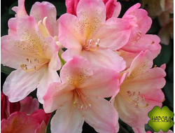 РОДОДЕНДРОН ГИБРИДНЫЙ "ЛАНЧСГОЛД" (САЖЕНЕЦ 20 СМ)