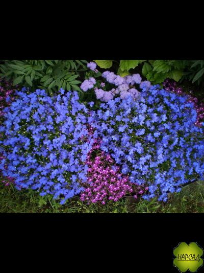 ЛОБЕЛИЯ 10 ШТ (ПЫШНОЦВЕТУЩАЯ, НЕПРИХОТЛИВАЯ)