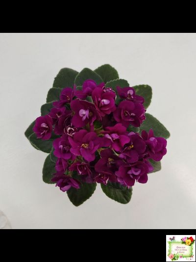 Precious Red (H. Pittman) (9724) 01/15/2007