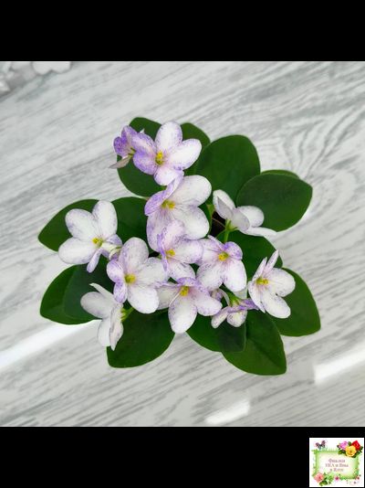 Белый Клоун (Е. и Я. Немчиновы) 2025 г. трейлер (пасынок укоренённый)