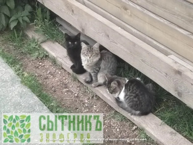 Чистые натуральные продукты с фермы в Московской области