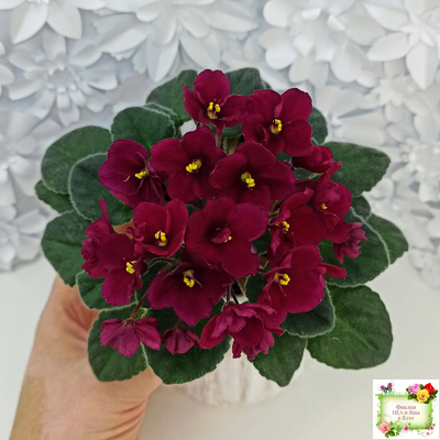 Jolly Mars (H.Pittman), #9718 (01/15/2007)