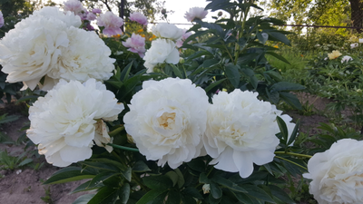 Пион Mothers Choise (Мозерс Чойс)