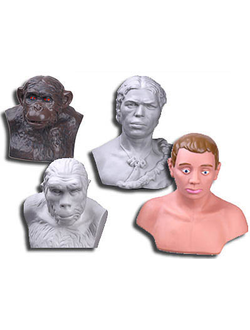 Комплект палеонтологических моделей "Происхождение человека"