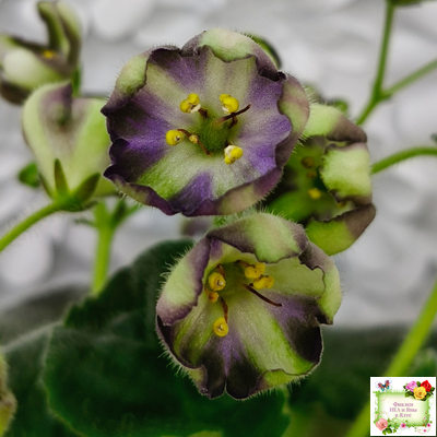 7 Белок (Калгины) химера (стартер сорт)