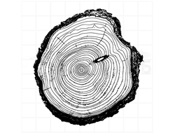 Штамп древесный спил с корой, черно-белая графика