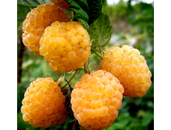 Малина  Желтый гигант