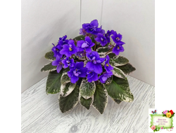 Hodss-Norway (Яна Ходченко) 2019 г. (пестролистный лонг)