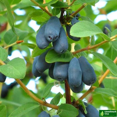 Жимолость "Пингвин"