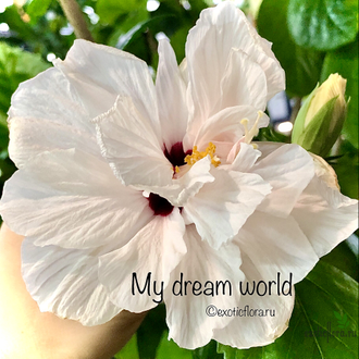 Гибискус My dream world