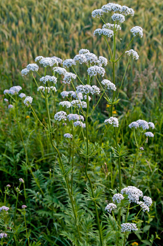 Валериана лекарственная (Valeriana officinalis) 2 г - 100% натуральное эфирное масло