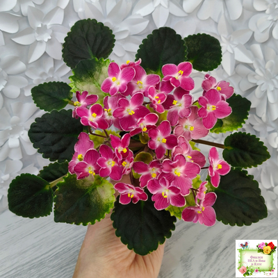 Mac's Scorching Sun (G. McDonald) (лист посажен 29.10.25)