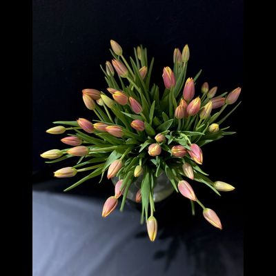 Тюльпаны 51 шт