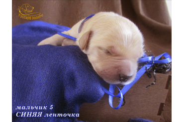 УЖЕ в НОВОМ ДОМЕ = Мальчик СИНЯЯ ленточка, 5 дней. ДР 28.01.20. 