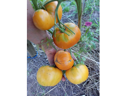 Томат Персики и крем (Peaches and Cream)