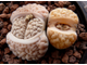 Lithops gracilidelineata v.waldroniae C189 (MG)  - 10 семян