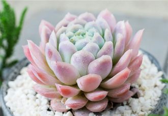 Эхеверия Зоннестраал Розовая - Echeveria Zonnestraal Pink