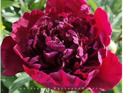 Пион Red Comet ( Ред Комет)