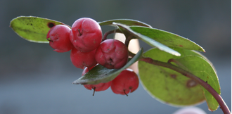 Грушанка, Гаультерия лежачая, (Gaultheria procumbens) (5 мл)  - 100% натуральное эфирное масло