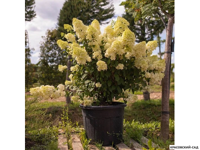 Купить Гортензия метельчатая Пинк Даймонд в Москве - Фото - Красовский-Сад.рф