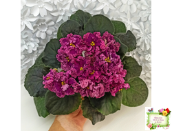 ЛФ-Дарья (Л.Федосеева) 2017 г.