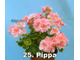 Пеларгония Pippa
