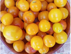 Томат Супер сладкий желтый виноград (Super Sweet Yellow Grape)