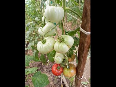 Томат Червен Градински (Cherven Gradinski, Болгария)