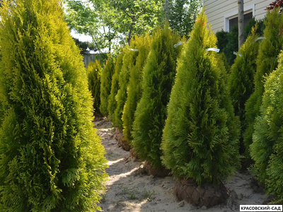 Голден Смарагд растет для вас - Красовский-Сад.рф