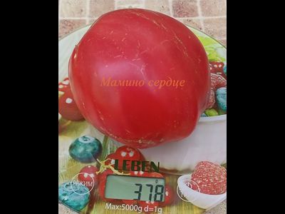 Томат Мамино сердце (Mom’s Heart) Румыния